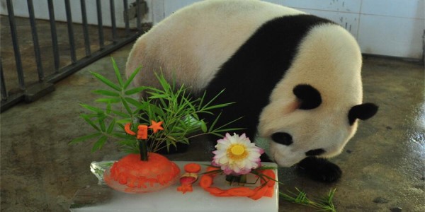 大熊猫,你为什么只穿黑白色的衣服? 大熊猫,你练了什么技能能成为国宝? 大熊猫,你的便便为什么能做纸? 大熊猫,你保护九寨沟的时候为什么不叫上我? 大熊猫……因为喜欢才会想要知道