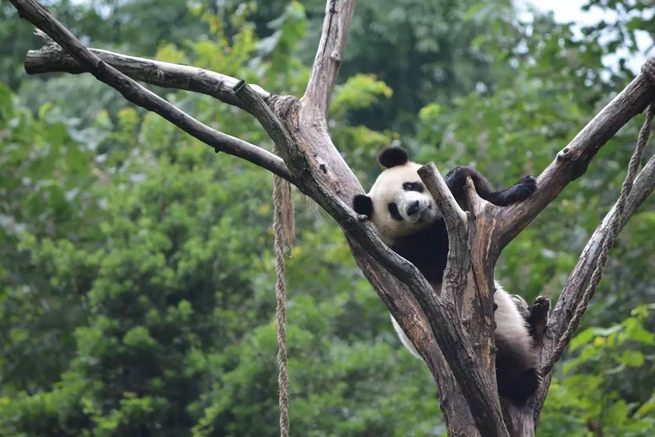 洛阳游学与大熊猫一起过中秋